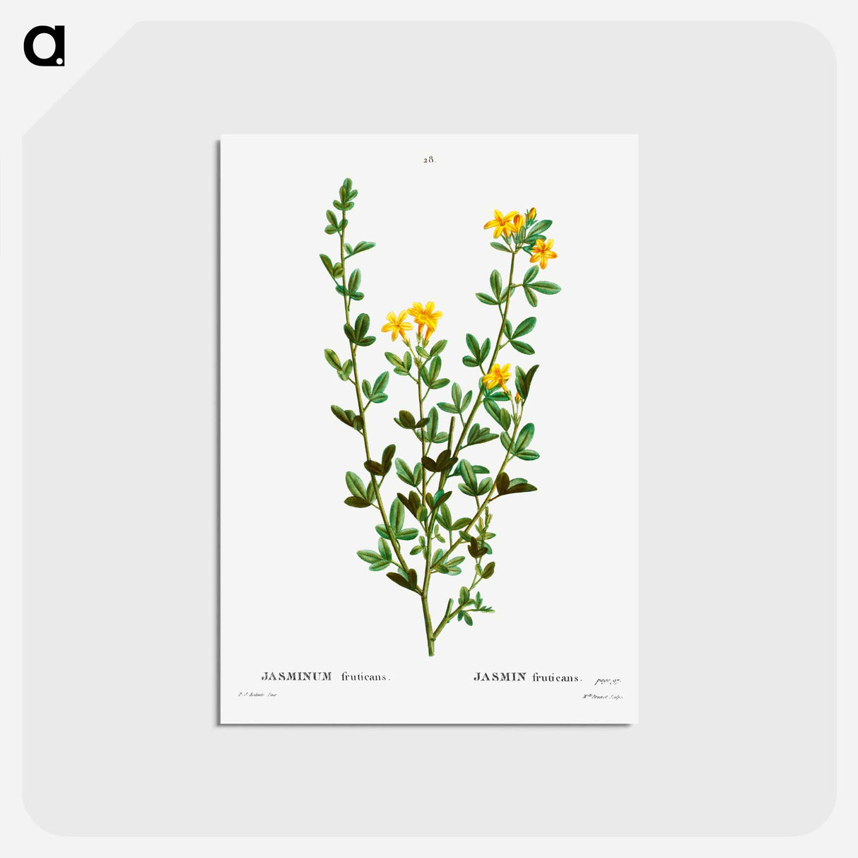 アートポストカード-Yellow jasmine - ピエール ジョゼフ ルドゥーテ Postcard.