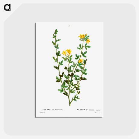 アートポストカード-Yellow jasmine - ピエール ジョゼフ ルドゥーテ Postcard.
