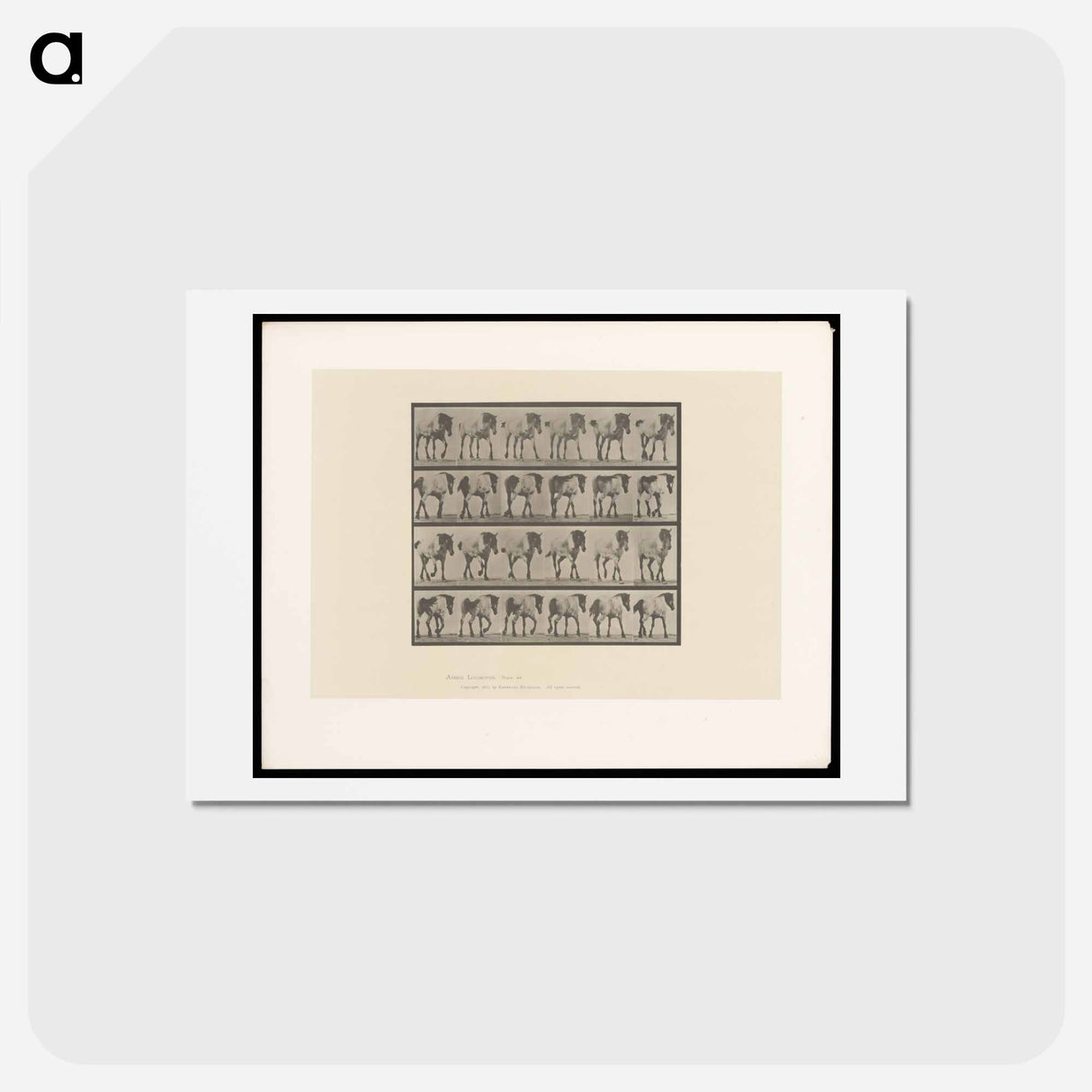 アートポストカード-Walking Horse
 - エドワード マイブリッジ Postcard.