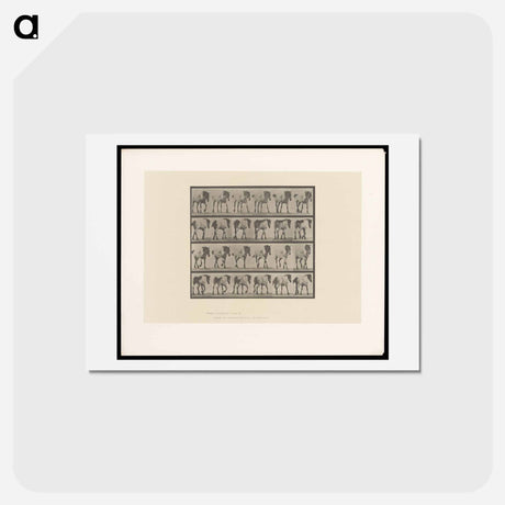 アートポストカード-Walking Horse
 - エドワード マイブリッジ Postcard.