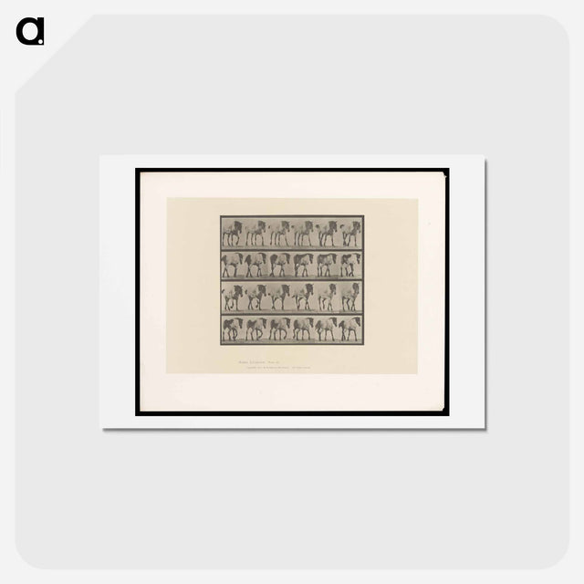 アートポストカード-Walking Horse
 - エドワード マイブリッジ Postcard.
