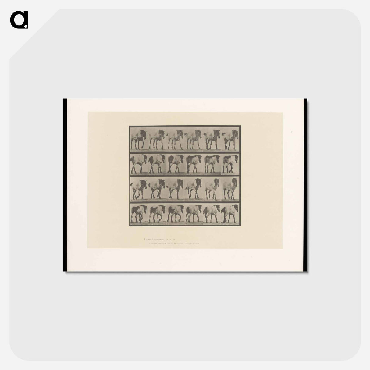 アートポストカード-Walking Horse
 - エドワード マイブリッジ Postcard.