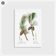 アートポストカード-Virginia pine, Pinus inops and Shortleaf pine, Pinus variabilis - ピエール ジョゼフ ルドゥーテ Postcard.