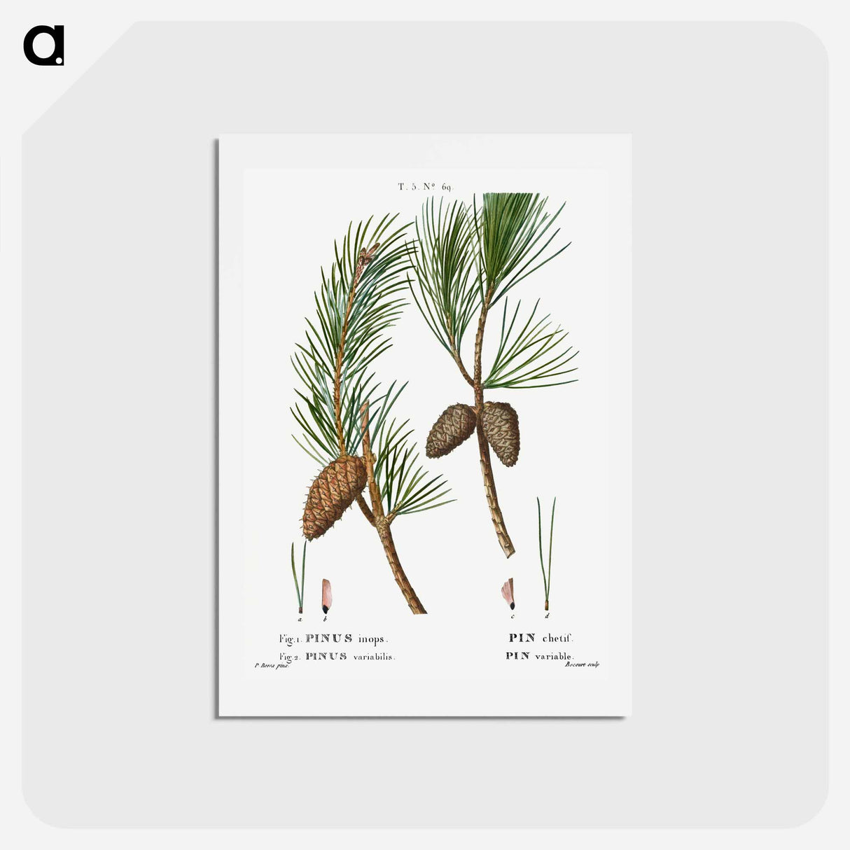 アートポストカード-Virginia pine, Pinus inops and Shortleaf pine, Pinus variabilis - ピエール ジョゼフ ルドゥーテ Postcard.