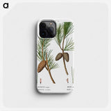 Virginia pine, Pinus inops and Shortleaf pine, Pinus variabilis - ピエール ジョゼフ ルドゥーテ Phone Case.