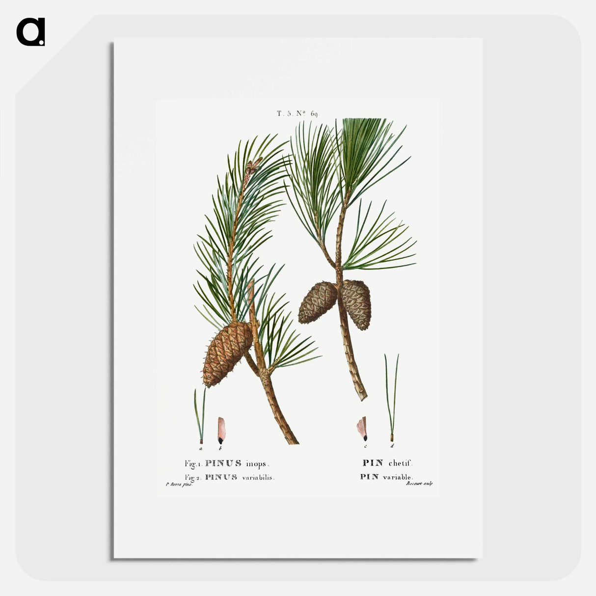 Virginia pine, Pinus inops and Shortleaf pine, Pinus variabilis - ピエール ジョゼフ ルドゥーテ Poster.