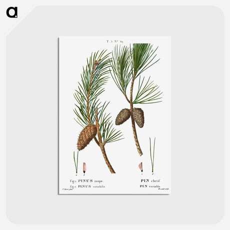 アートポストカード-Virginia pine, Pinus inops and Shortleaf pine, Pinus variabilis - ピエール ジョゼフ ルドゥーテ Postcard.