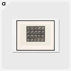 アートポストカード-Horse Jumping a Hurdle
 - エドワード マイブリッジ Postcard.