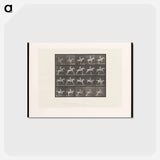 アートポストカード-Horse Jumping a Hurdle
 - エドワード マイブリッジ Postcard.
