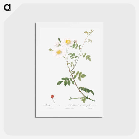 アートポストカード-Peach - ピエール ジョゼフ ルドゥーテ Postcard.