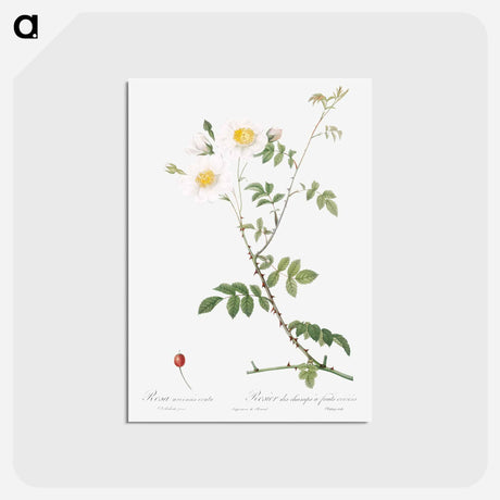 アートポストカード-Peach - ピエール ジョゼフ ルドゥーテ Postcard.