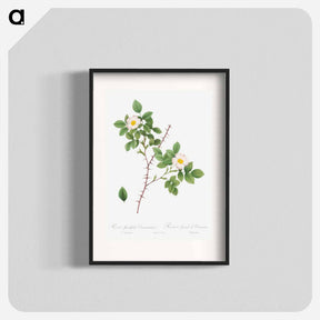 アートポスター-Spiny-Leaved Rose of Dematra - ピエール ジョゼフ ルドゥーテ Poster.