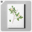 アートパネル-Spiny-Leaved Rose of Dematra - ピエール ジョゼフ ルドゥーテ Canvas.