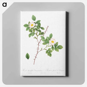 アートパネル-Spiny-Leaved Rose of Dematra - ピエール ジョゼフ ルドゥーテ Canvas.