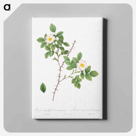アートパネル-Spiny-Leaved Rose of Dematra - ピエール ジョゼフ ルドゥーテ Canvas.