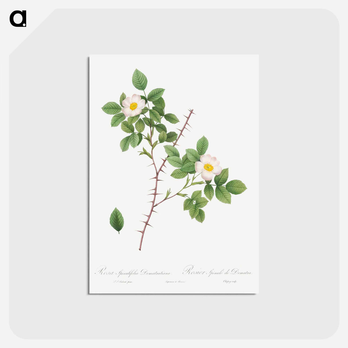 アートポストカード-Spiny-Leaved Rose of Dematra - ピエール ジョゼフ ルドゥーテ Postcard.