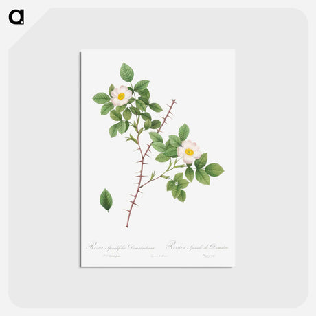 アートポストカード-Spiny-Leaved Rose of Dematra - ピエール ジョゼフ ルドゥーテ Postcard.