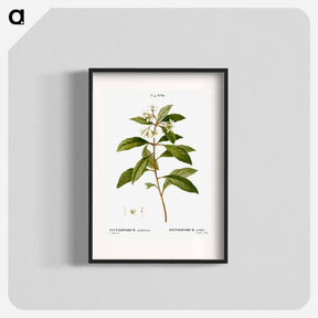 アートポスター-Sweet pittosporum - ピエール ジョゼフ ルドゥーテ Poster.
