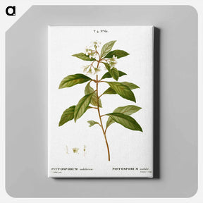 アートパネル-Sweet pittosporum - ピエール ジョゼフ ルドゥーテ Canvas.