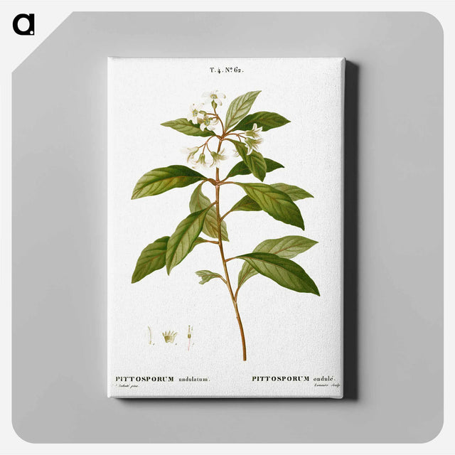 アートパネル-Sweet pittosporum - ピエール ジョゼフ ルドゥーテ Canvas.