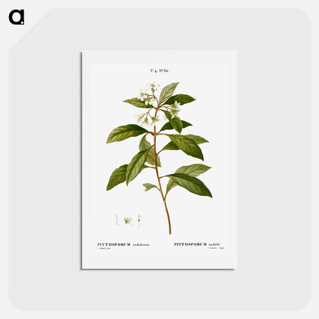 アートポストカード-Sweet pittosporum - ピエール ジョゼフ ルドゥーテ Postcard.