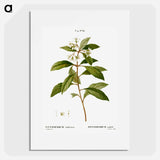 Sweet pittosporum - ピエール ジョゼフ ルドゥーテ Poster.