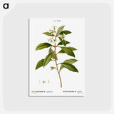 アートポストカード-Sweet pittosporum - ピエール ジョゼフ ルドゥーテ Postcard.