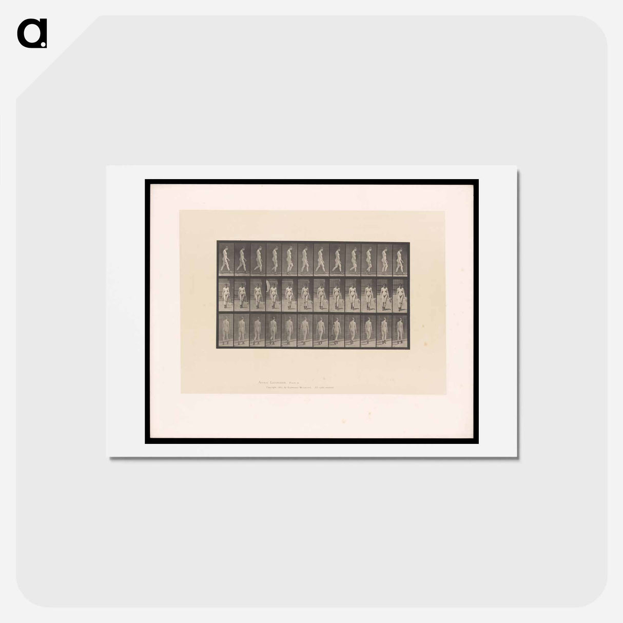 アートポストカード-Naked Woman Walking
 - エドワード マイブリッジ Postcard.