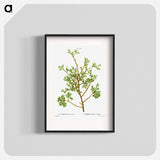 Atlantic white cypress - Pierre Joseph Redouté Poster.