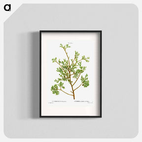 アートポスター-Atlantic white cypress - ピエール ジョゼフ ルドゥーテ Poster.