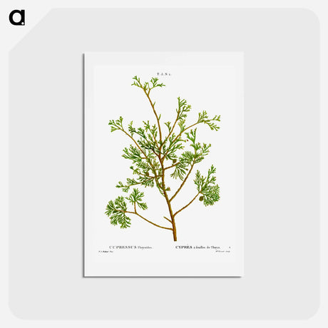 アートポストカード-Atlantic white cypress - ピエール ジョゼフ ルドゥーテ Postcard.