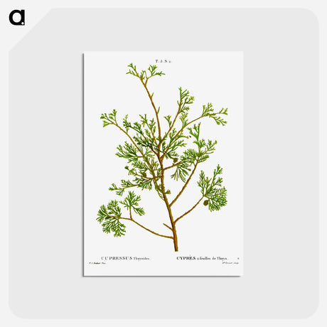 アートポストカード-Atlantic white cypress - ピエール ジョゼフ ルドゥーテ Postcard.