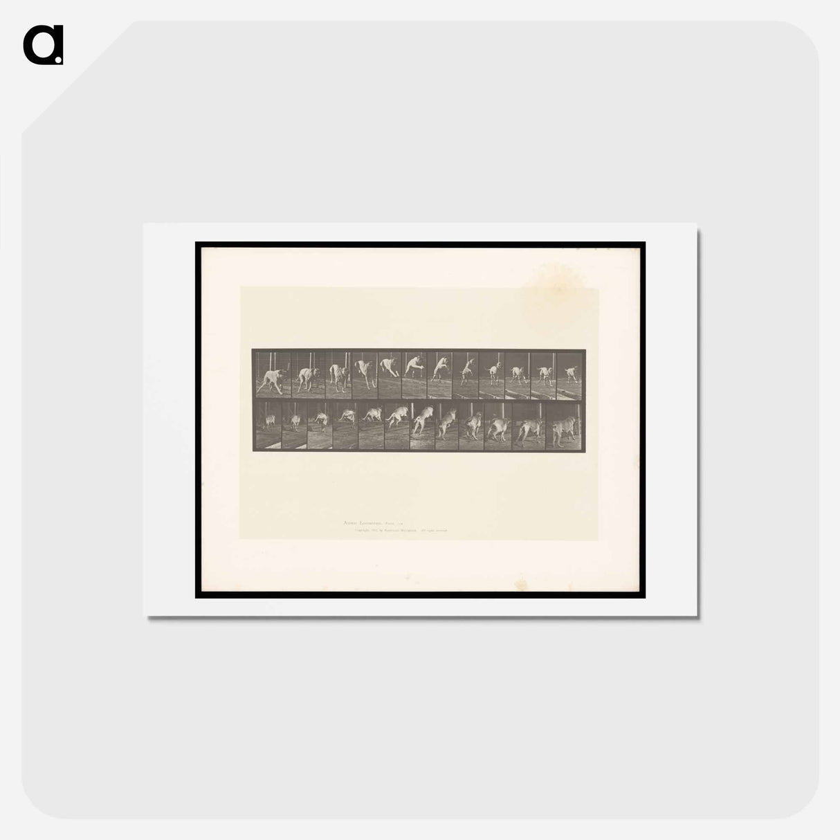 アートポストカード-Dog Jumping a Hurdle
 - エドワード マイブリッジ Postcard.