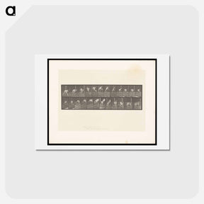 アートポストカード-Dog Jumping a Hurdle
 - エドワード マイブリッジ Postcard.