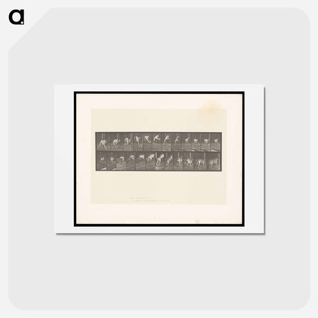 アートポストカード-Dog Jumping a Hurdle
 - エドワード マイブリッジ Postcard.