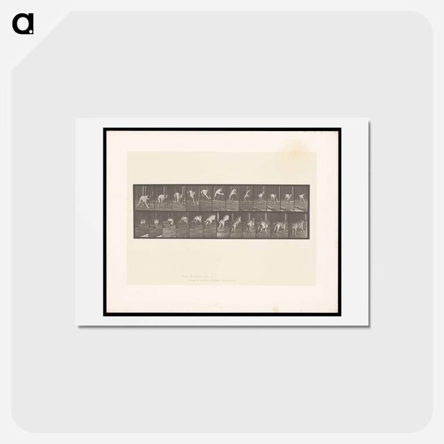 アートポストカード-Dog Jumping a Hurdle
 - エドワード マイブリッジ Postcard.