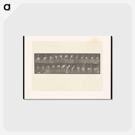 アートポストカード-Dog Jumping a Hurdle
 - エドワード マイブリッジ Postcard.