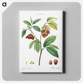 アートパネル-Papaw (Annona triloba) - ピエール ジョゼフ ルドゥーテ Canvas.