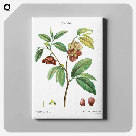 アートパネル-Papaw (Annona triloba) - ピエール ジョゼフ ルドゥーテ Canvas.