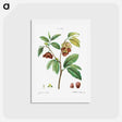 アートポストカード-Papaw (Annona triloba) - ピエール ジョゼフ ルドゥーテ Postcard.