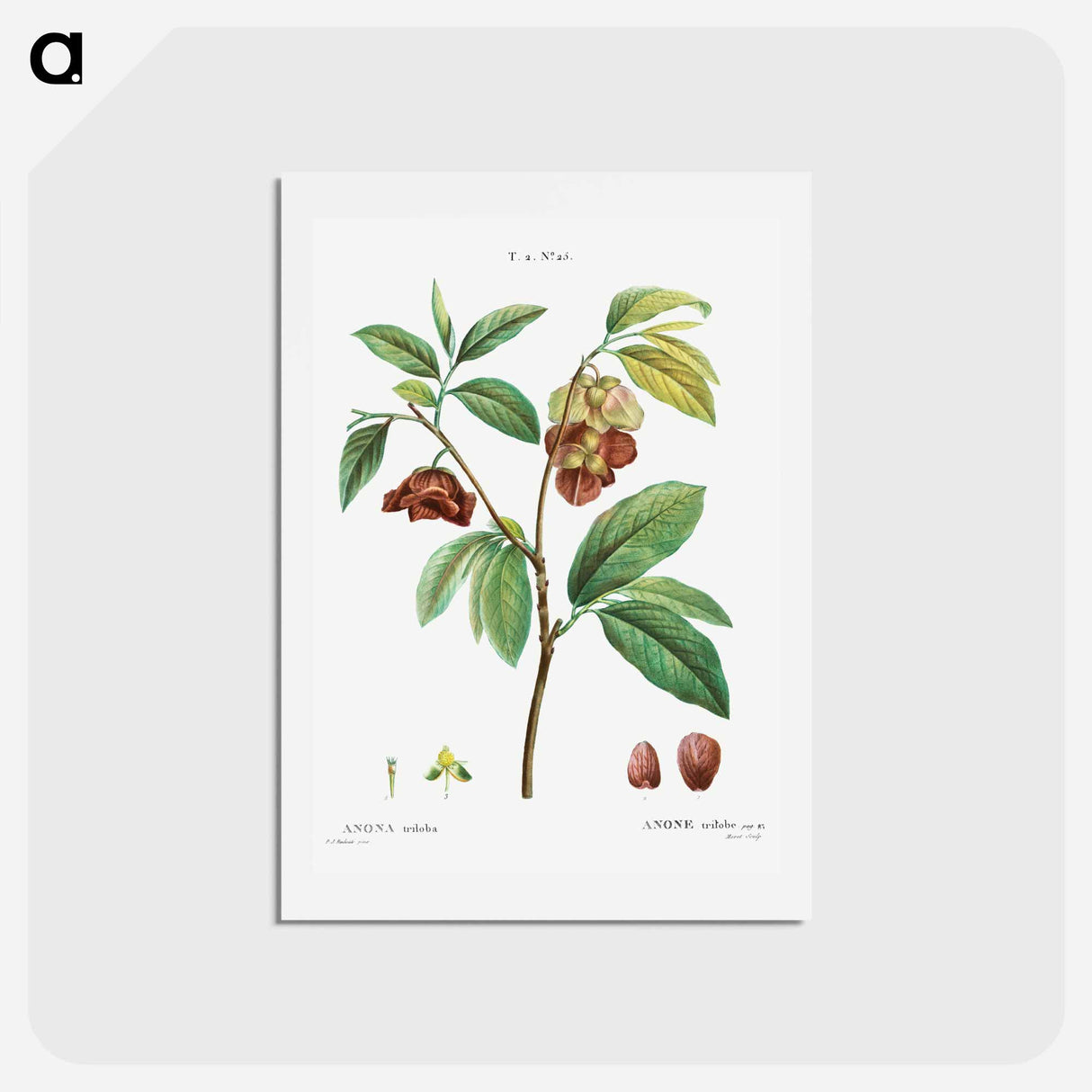 アートポストカード-Papaw (Annona triloba) - ピエール ジョゼフ ルドゥーテ Postcard.
