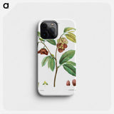 Papaw (Annona triloba) - ピエール ジョゼフ ルドゥーテ Phone Case.