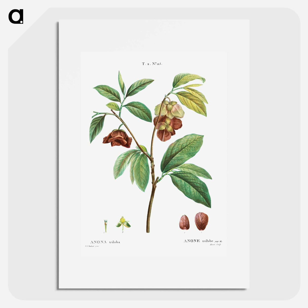 Papaw (Annona triloba) - ピエール ジョゼフ ルドゥーテ Poster.