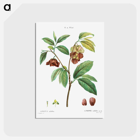 アートポストカード-Papaw (Annona triloba) - ピエール ジョゼフ ルドゥーテ Postcard.