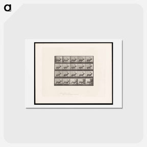 アートポストカード-Running Elk
 - エドワード マイブリッジ Postcard.