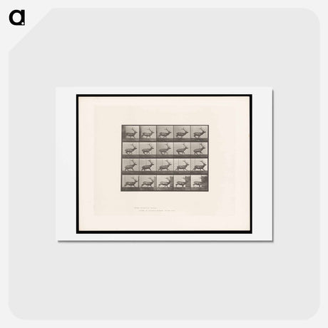 アートポストカード-Running Elk
 - エドワード マイブリッジ Postcard.
