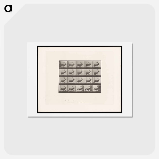 アートポストカード-Running Elk
 - エドワード マイブリッジ Postcard.