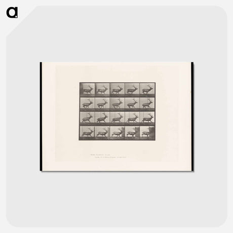 アートポストカード-Running Elk
 - エドワード マイブリッジ Postcard.