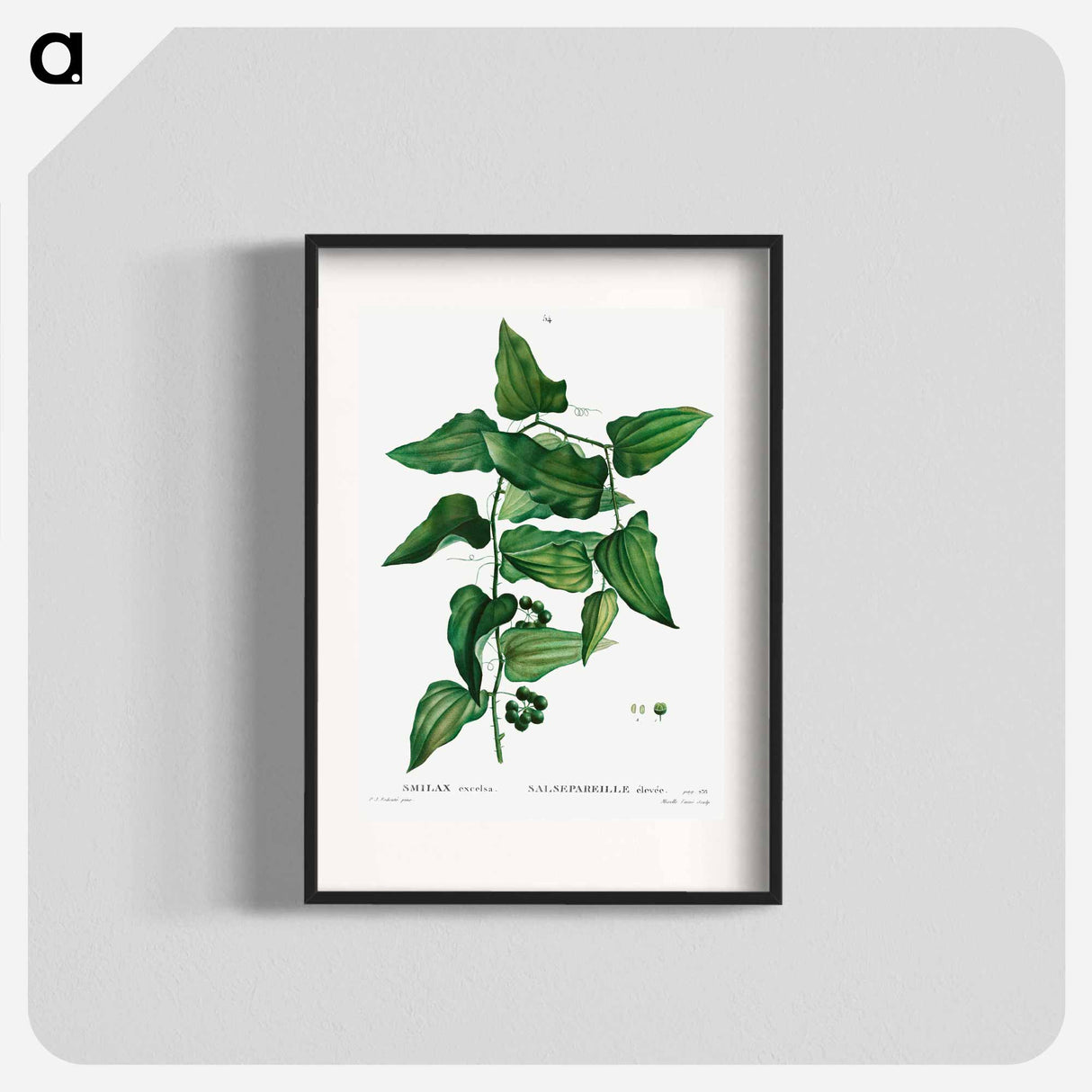 Smilax - Pierre Joseph Redouté Poster.