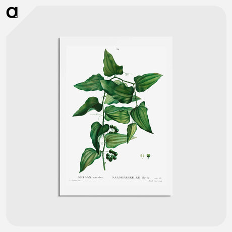 アートポストカード-Smilax - ピエール ジョゼフ ルドゥーテ Postcard.